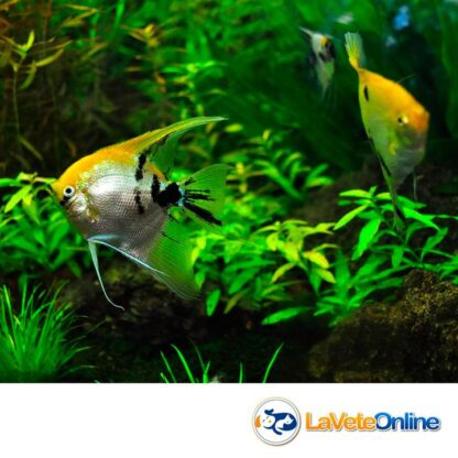 Alimento Peces Tropicales Potenciador Color - Nutrafin Max Colour Enhancing Flakes x 38g. (A6772) - Imagen 6