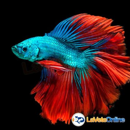 Nutrafin Max Betta Color Enhancing Flakes 24g - Alimento para Bettas Potenciador de Color (A6780) - Imagen 4