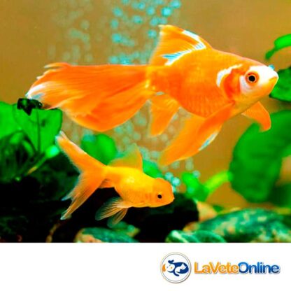 Nutrafin Max Goldfish Flakes 19g - Alimento para Goldfish en Escamas (A6830) - Imagen 4