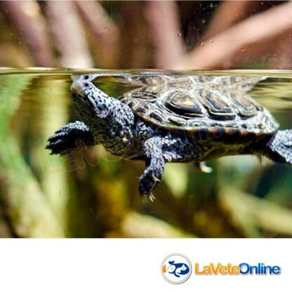Alimento para Tortugas Acuaticas - Nutrafin Max Turtle Pellets x 30g. (A6920) - Imagen 3