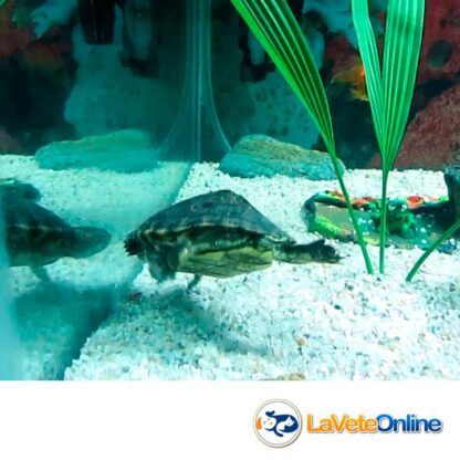 Alimento para Tortugas Acuaticas - Nutrafin Max Turtle Pellets x 30g. (A6920) - Imagen 4