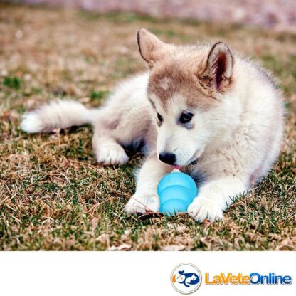 Kong Puppy Large (13-30 kg) - Celeste (acd8548CE) - Imagen 4