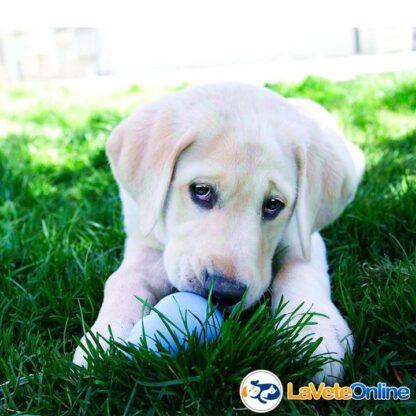 Kong Puppy Large (13-30 kg) - Celeste (acd8548CE) - Imagen 5