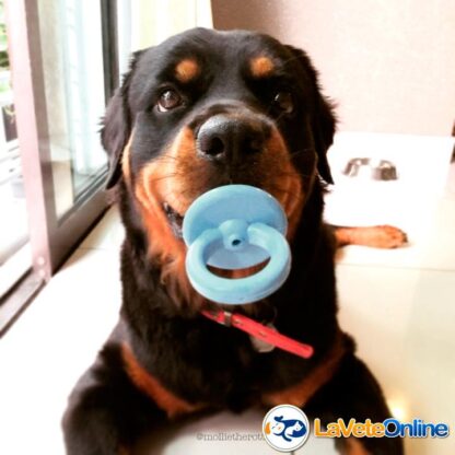 Kong Puppy Binkie Medium (7-16 kg) - Celeste (acd9029CE) - Imagen 6