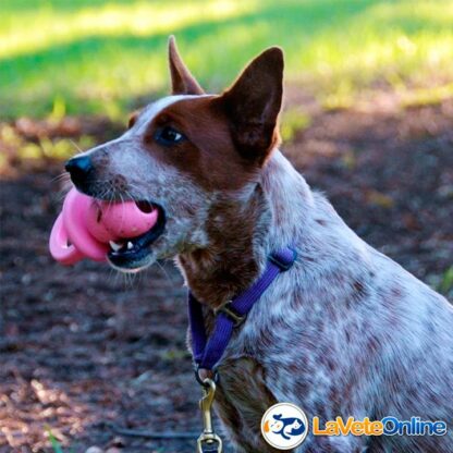 Kong Puppy Binkie Medium (7-16 kg) - Rosa (acd9029rosa) - Imagen 6