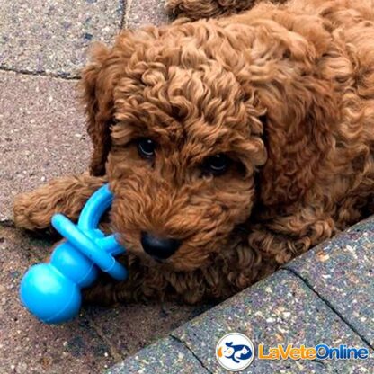 Kong Puppy Binkie Small (hasta 9 kg) - Celeste (acd9032CE) - Imagen 5