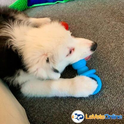 Kong Puppy Binkie Small (hasta 9 kg) - Celeste (acd9032CE) - Imagen 6
