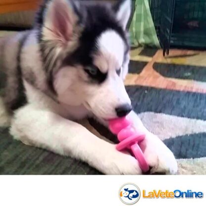 Kong Puppy Binkie Small (hasta 9 kg) - Rosa (acd9032rosa) - Imagen 3