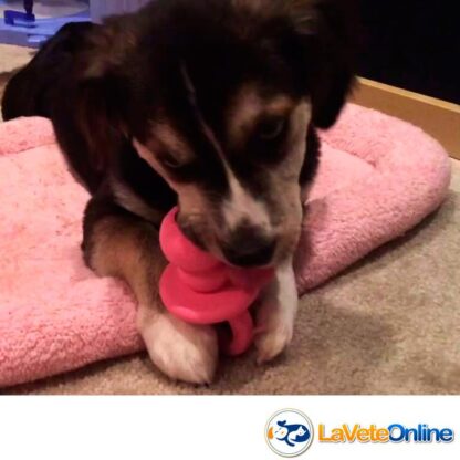 Kong Puppy Binkie Small (hasta 9 kg) - Rosa (acd9032rosa) - Imagen 4
