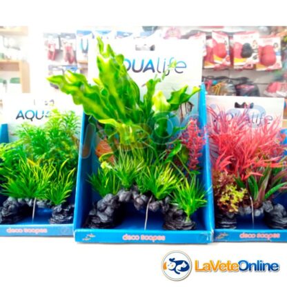 Deco + Planta Aponogeton Rizado Mix 25.5cm (PP1701) - VIEW 360 - Imagen 4