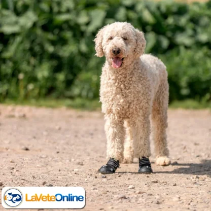 Botas Active Walker M/L - 1 Par (T19464) - Imagen 7